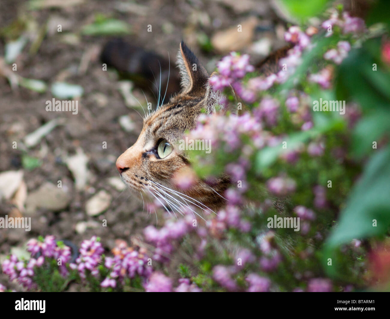 Domestic cat stalking prey hi-res stock photography and images - Alamy