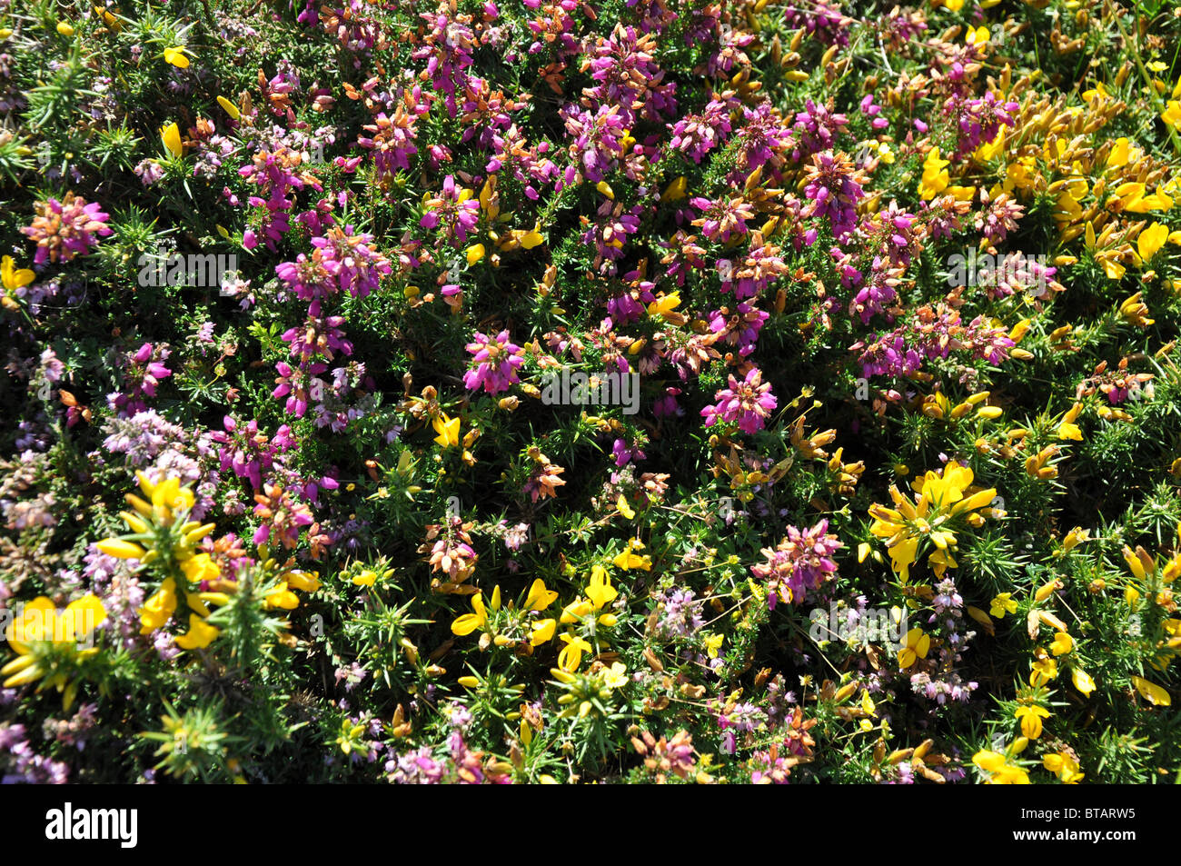 Yellow Gorse (Ulex europaeus) and purple Heather (Calluna vulgaris) Stock Photo