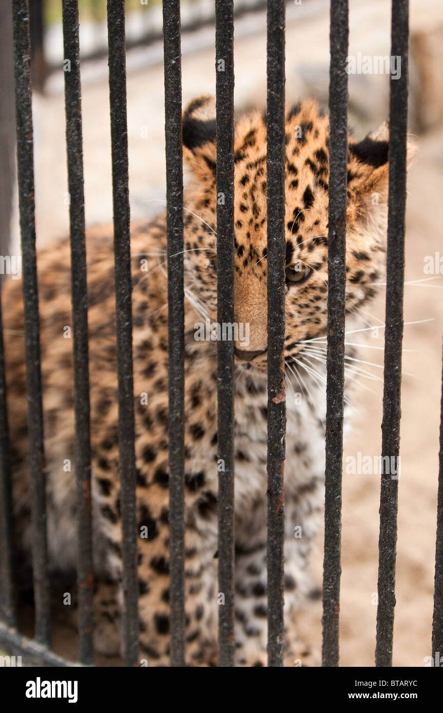 Young Amur or Manchurian leopard - one of the rarest felids in the world Stock Photo