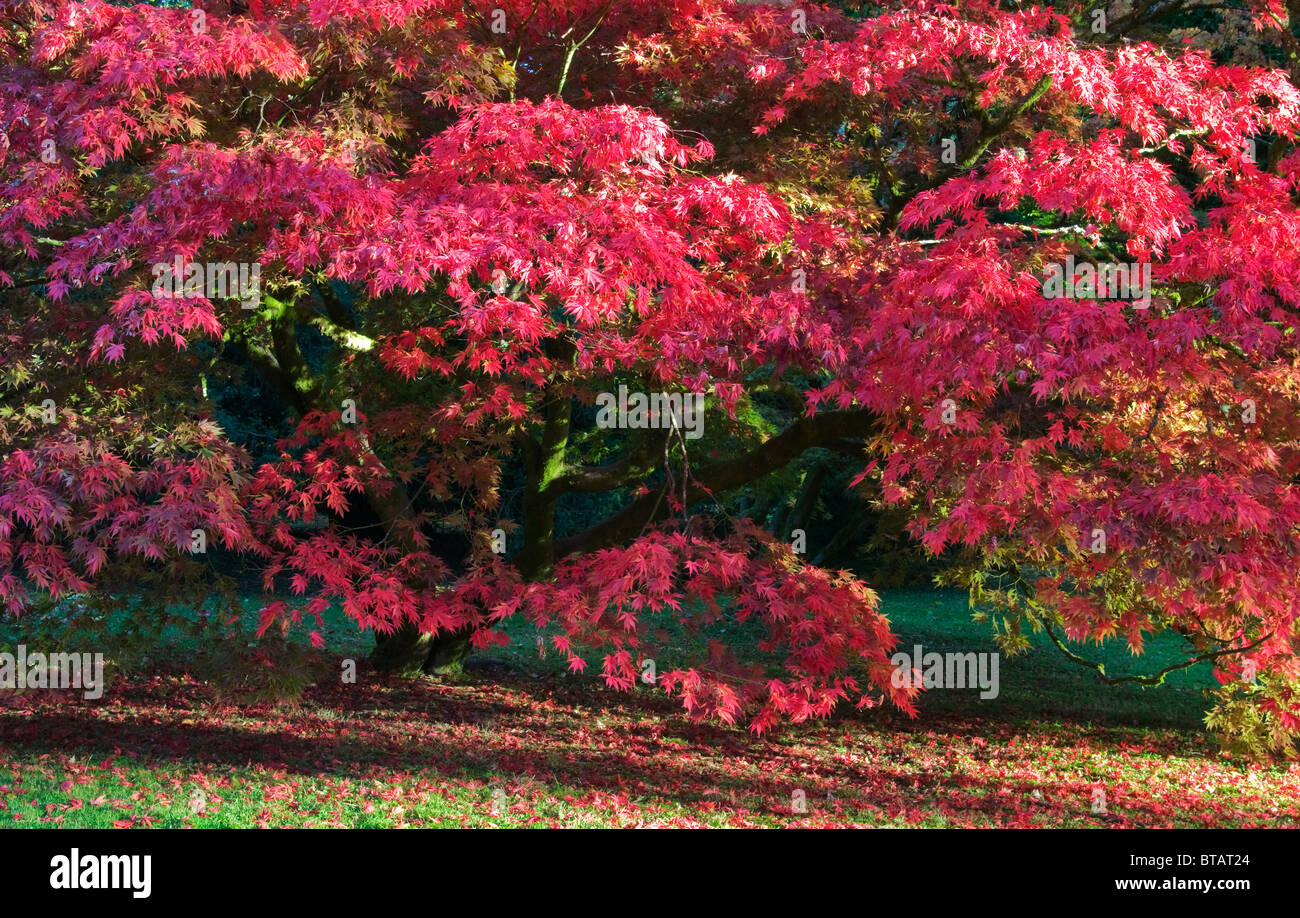 Japanese Acer Maple in Autumnal Colours at Westonbirt Arboretum Stock Photo