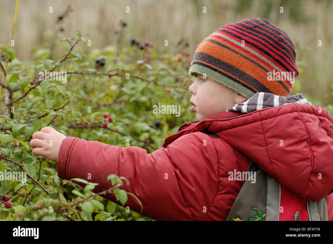 Boy picking blackberries on a nature walk Stock Photo
