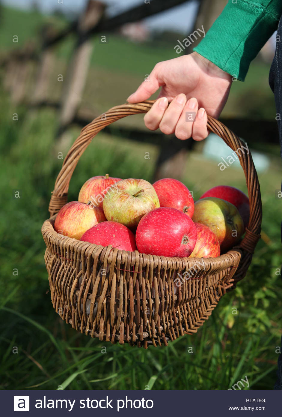 hand holding basket with apples Stock Photo - Alamy