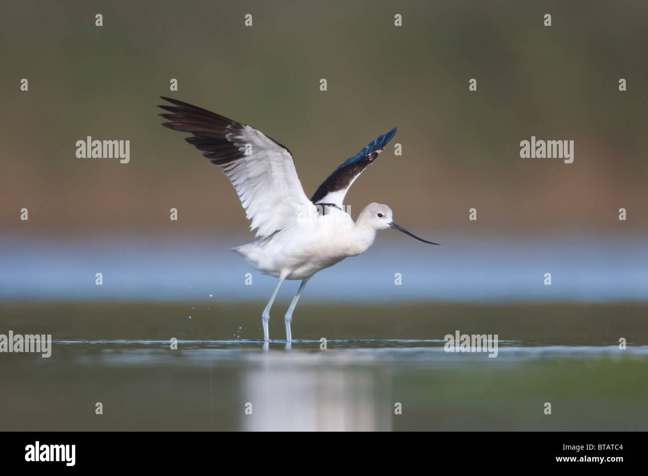 American Avocet (Recurvirostra americana) flapping its wings, East Pond, Jamaica Bay Wildlife Refuge Stock Photo