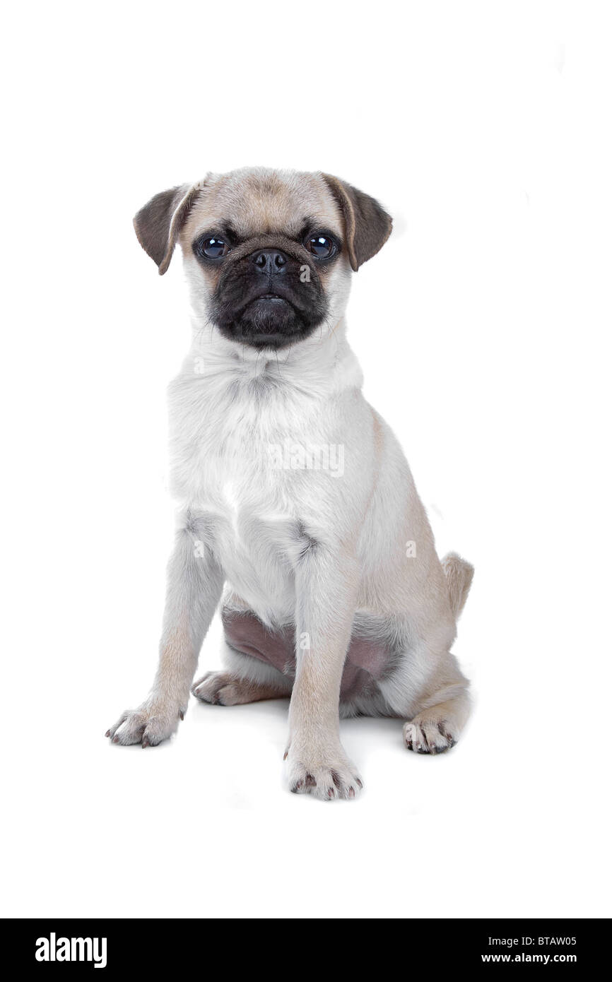 Pug isolated on white Stock Photo - Alamy
