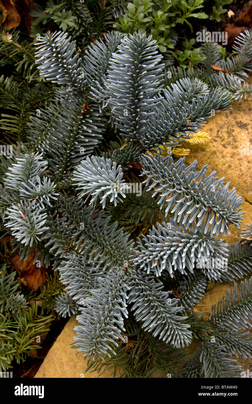 Closeup photograph of Abies Procera Glauca Prostrata, a low spreading form of the Blue Noble Fir. Stock Photo