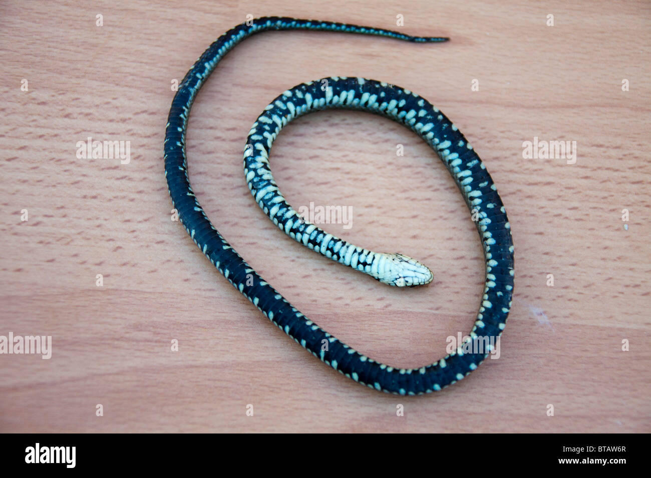 Grass snake (Natrix natrix). dead reptile turned over on wood table