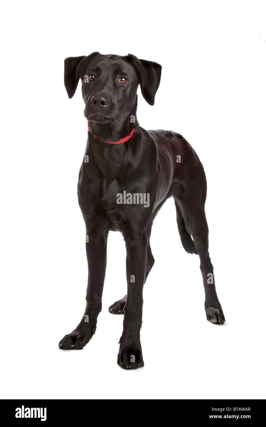 mixed breed puppy labrador/shepherd isolated on white Stock Photo Alamy