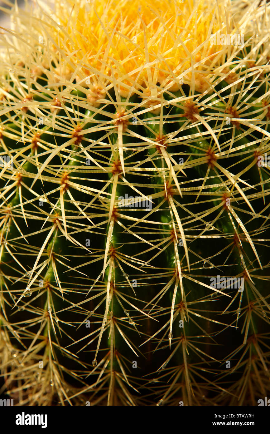 Close up of spines Stock Photo