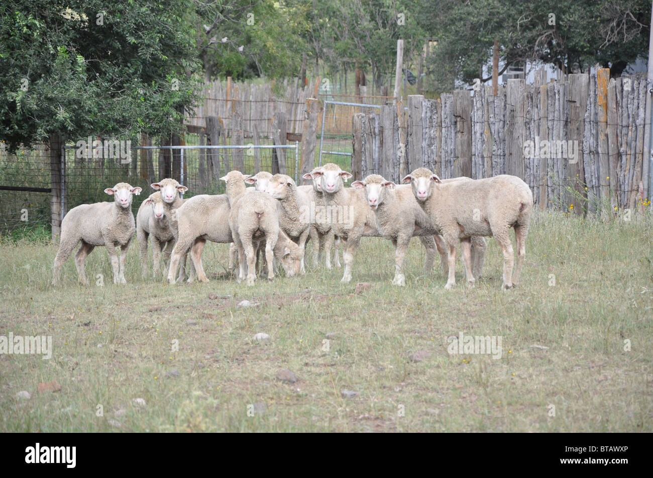 Sheep in rustic pen on West Texas ranch Stock Photo