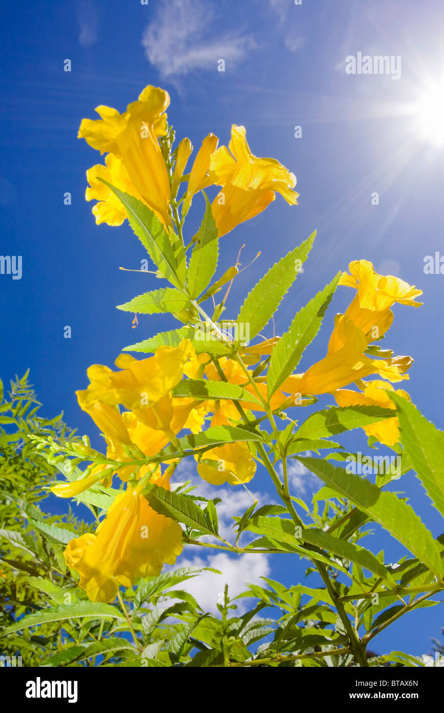 Tecoma stans or the yellow trumpet bush in full flower Stock Photo