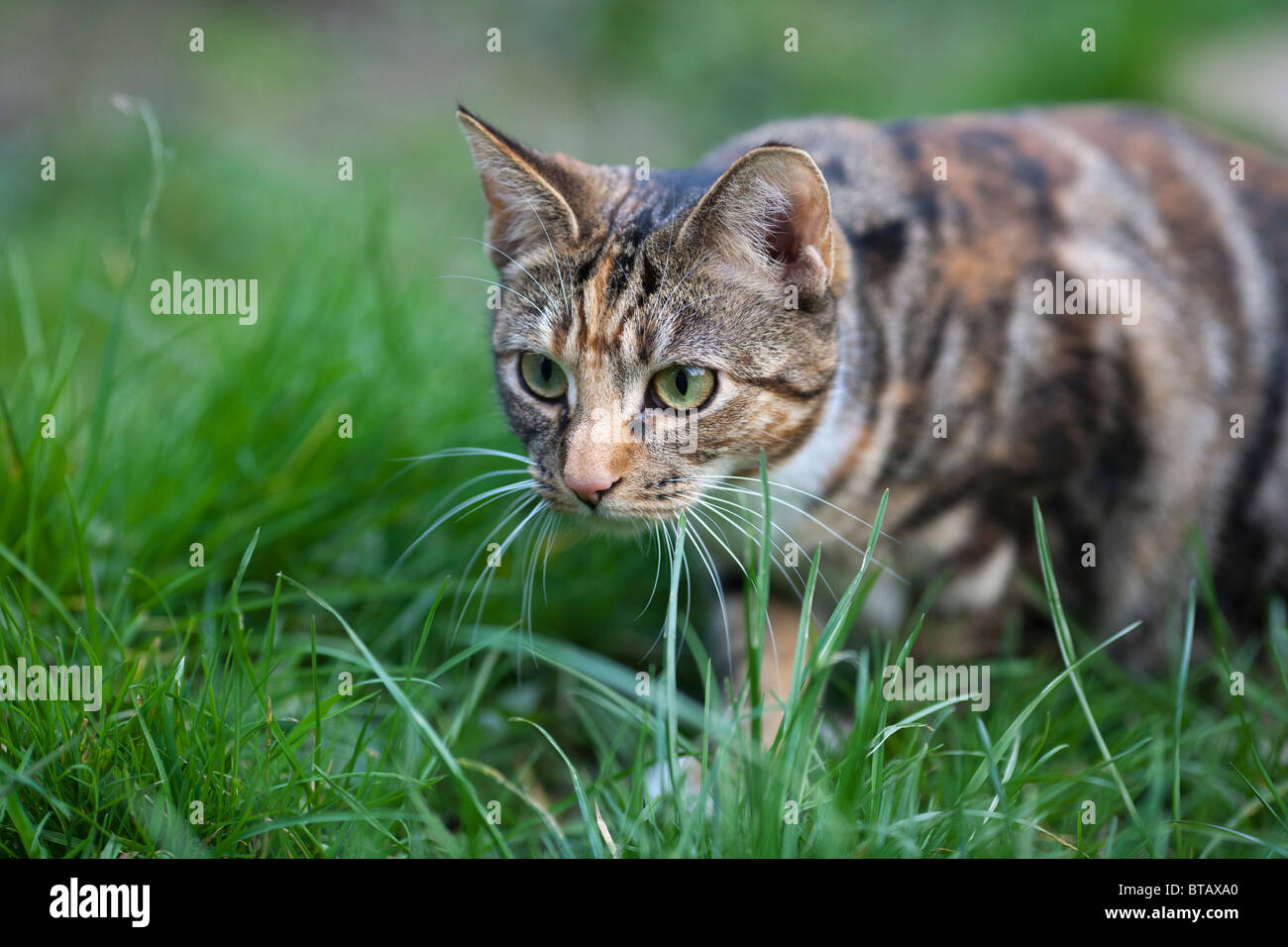 A female brown and black tabby cat prowling in the grass Stock Photo