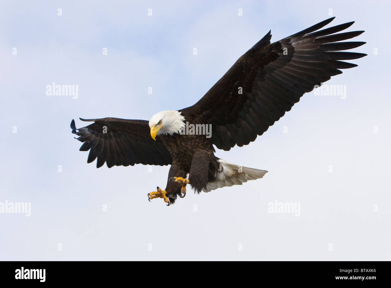 Bald eagle with talons out for landing Stock Photo Alamy