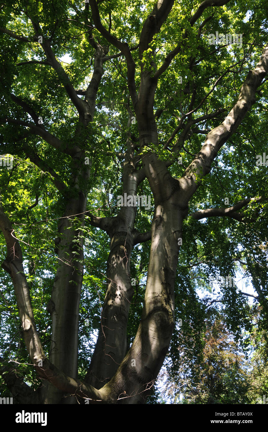 Fagus sylvatica tree, commonly known as European Beech or Common Beech ...