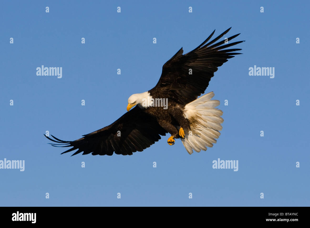 Wild Bald Eagle Flying Overhead Looking Down Stock Photo Alamy