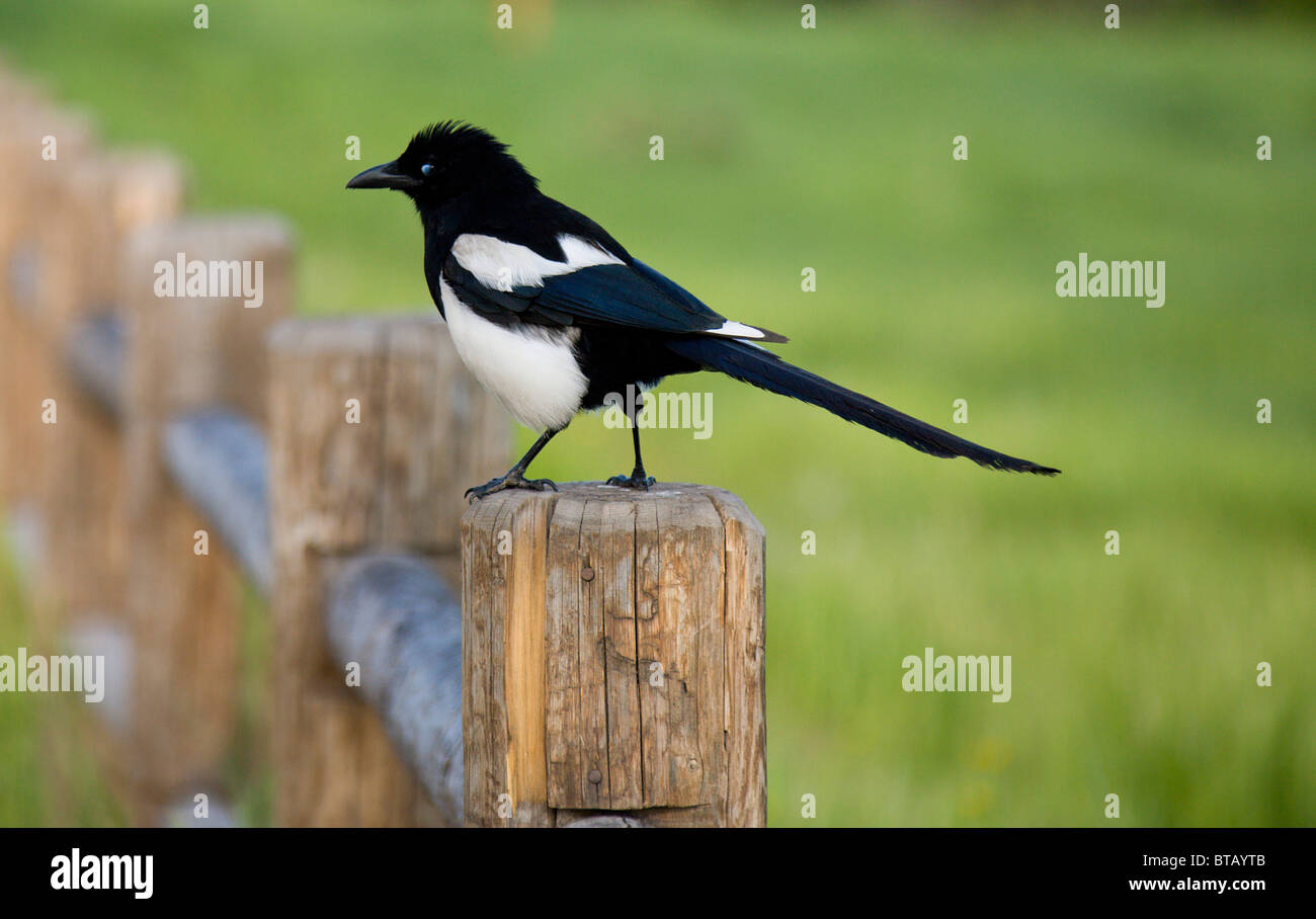 Magpie bird sitting on a fence post in the early morning light Stock