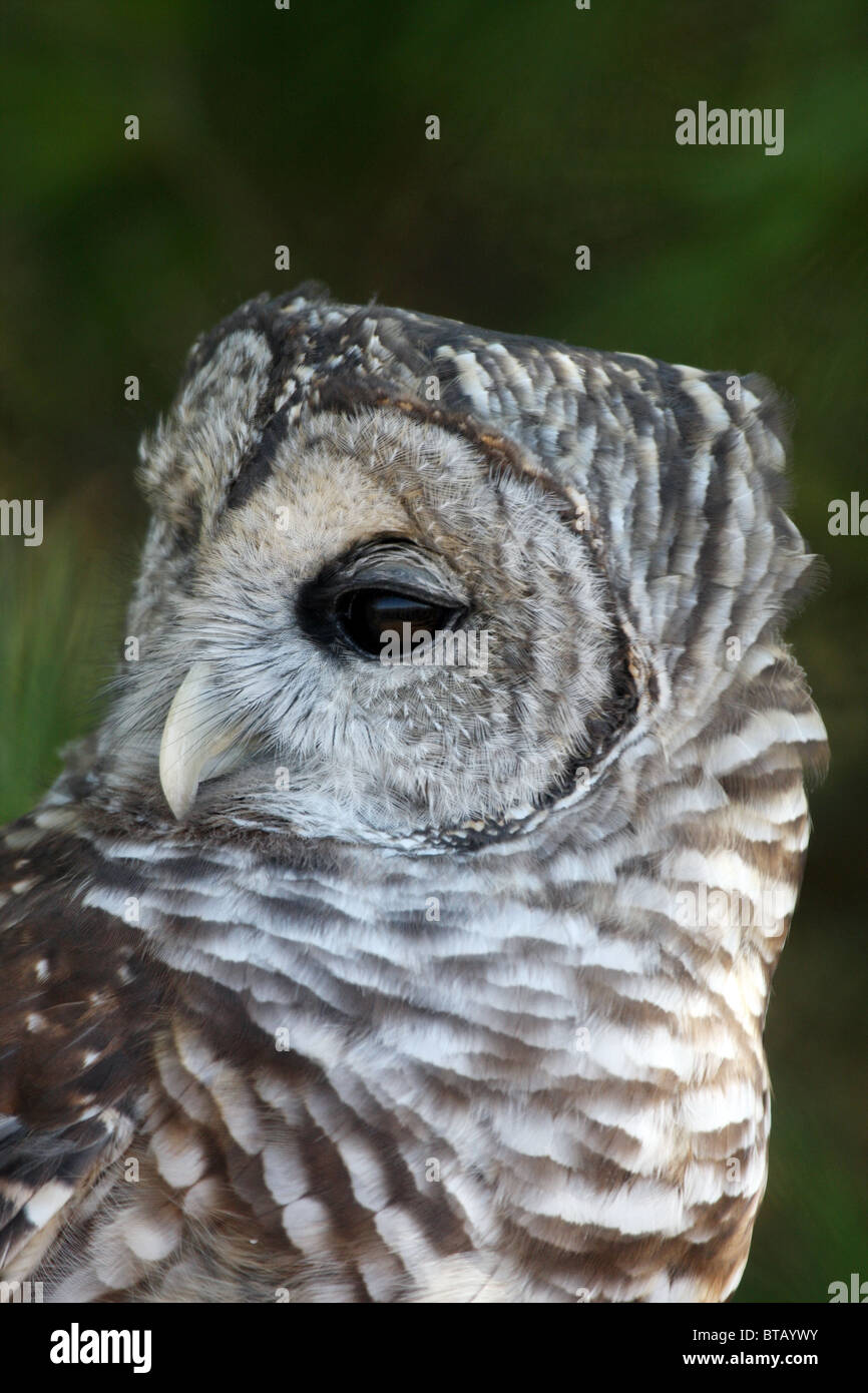 Strix Vari Barred owl strix varia hi-res stock photography and images - Alamy