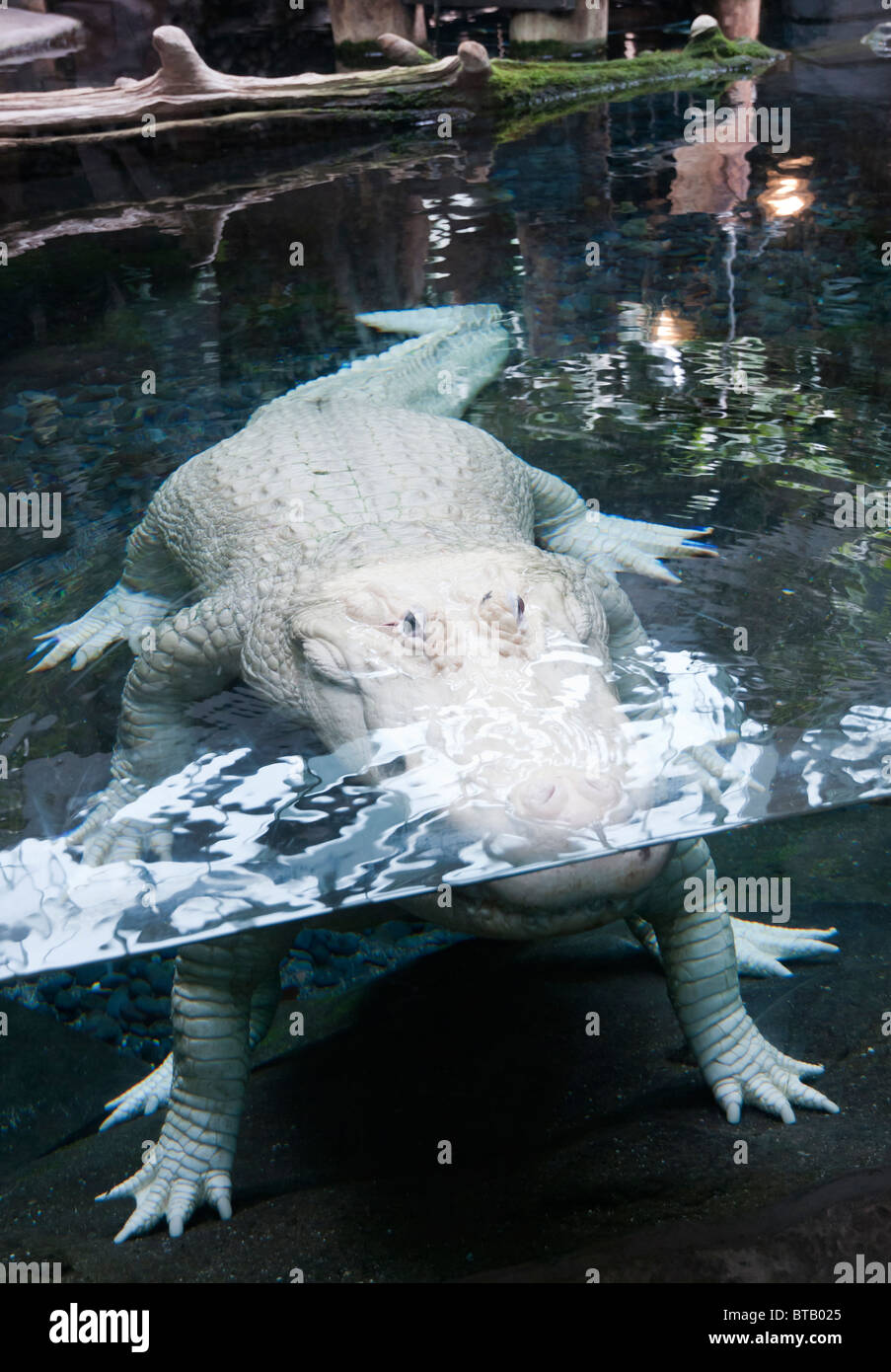 Louisiana, New Orleans, French Quarter, Audubon Aquarium of the Americas,  rare Luecistic White Alligator Stock Photo - Alamy