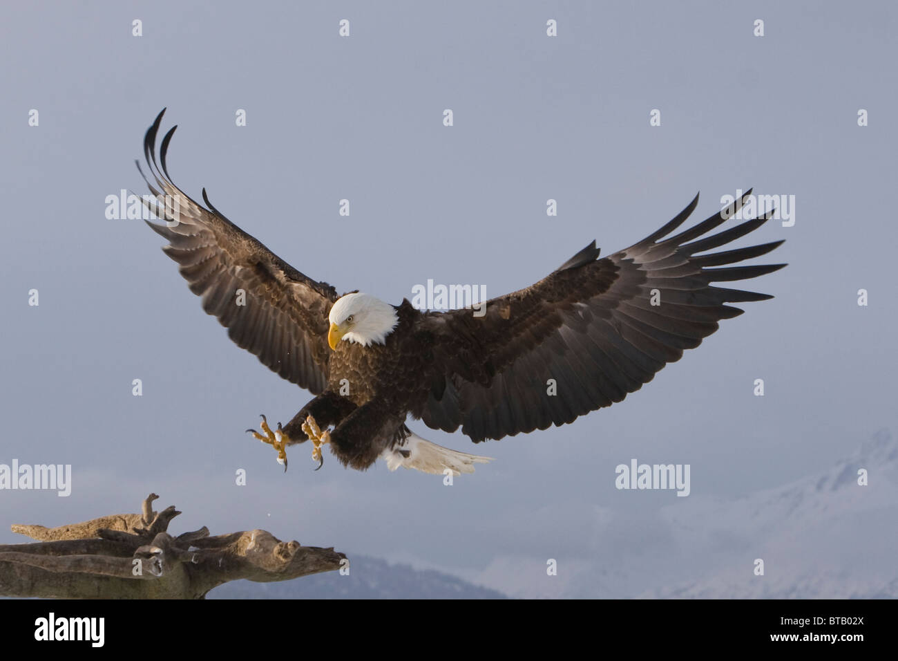 Bald eagle with talons out for landing Stock Photo - Alamy