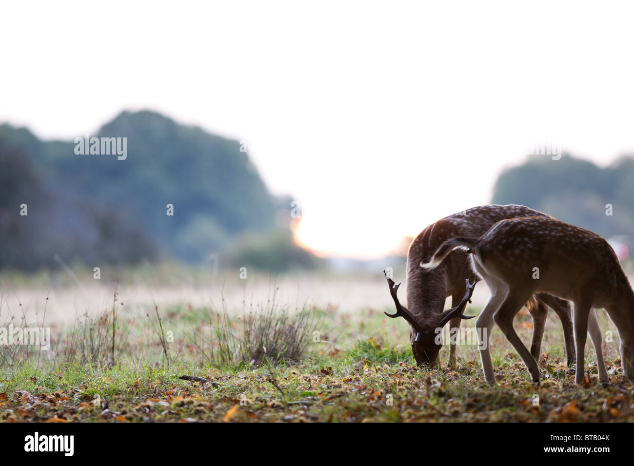 A pair of fallow deer, backlit by the rising sun, graze peacefully during the annual rut in London's Richmond Park. Stock Photo