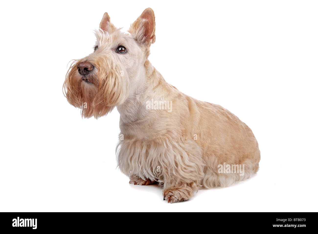 Scottish Terrier Stock Photo