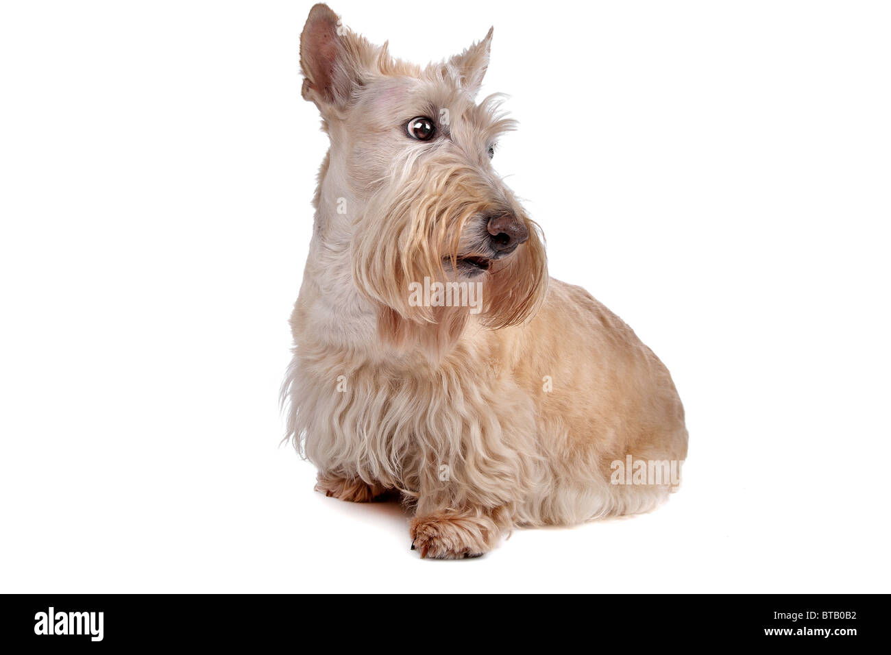 Scottish Terrier Stock Photo