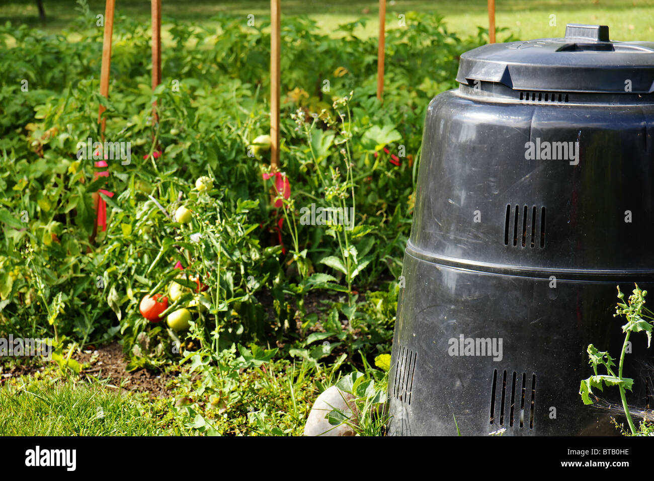 Compost bin made of recycled plastic next to beautiful vegetable garden with ripe tomatoes. Recycling, green, concept. Stock Photo