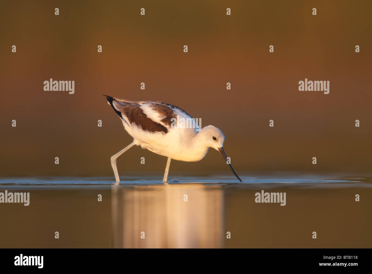 American Avocet (Recurvirostra americana) searching for food as sunset approaches, East Pond, Jamaica Bay Wildlife Refuge Stock Photo