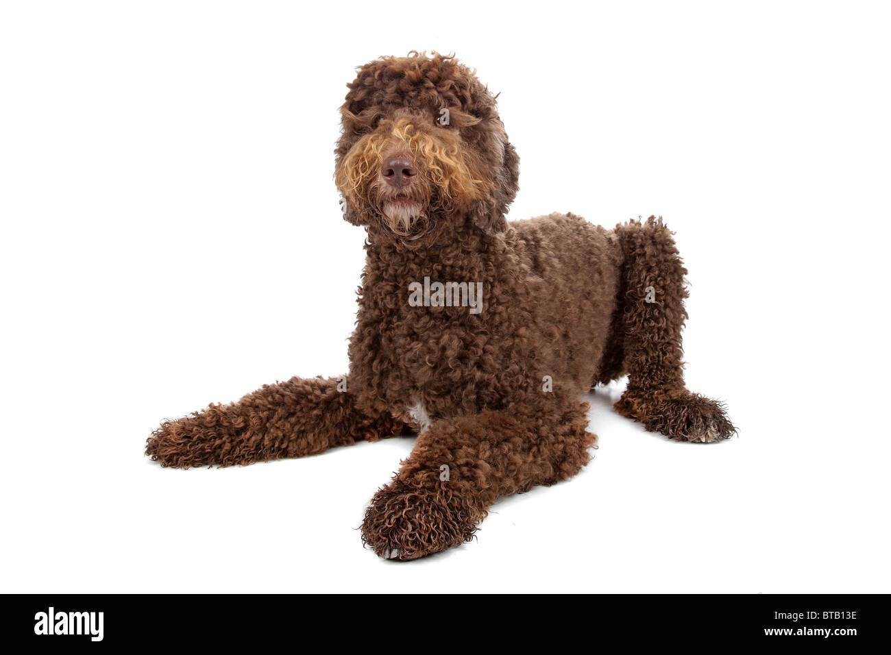 White Poodle Lab Mix