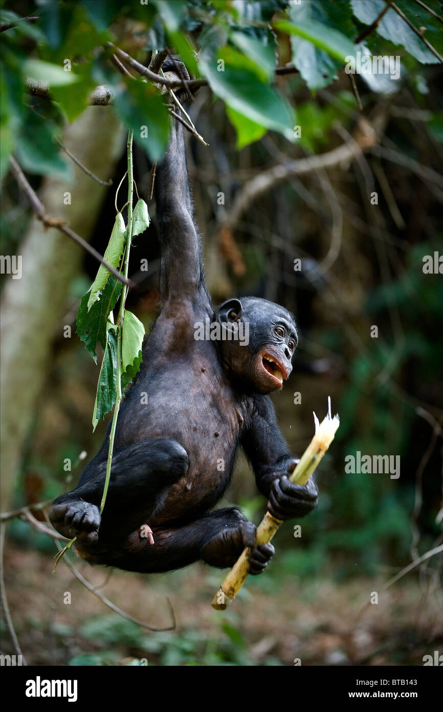 Bonobo Chimpanzee at the Sanctuary Lola Ya Bonobo, Democratic Republic of the Congo Stock Photo