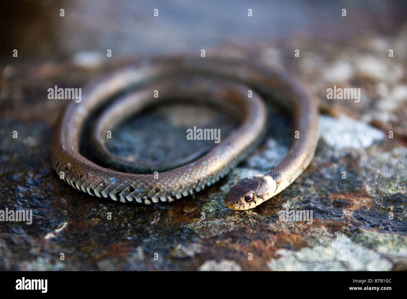 Grass snake (Natrix natrix) found in garden in Wales UK. reptile on rock. head and collar. 60cm
