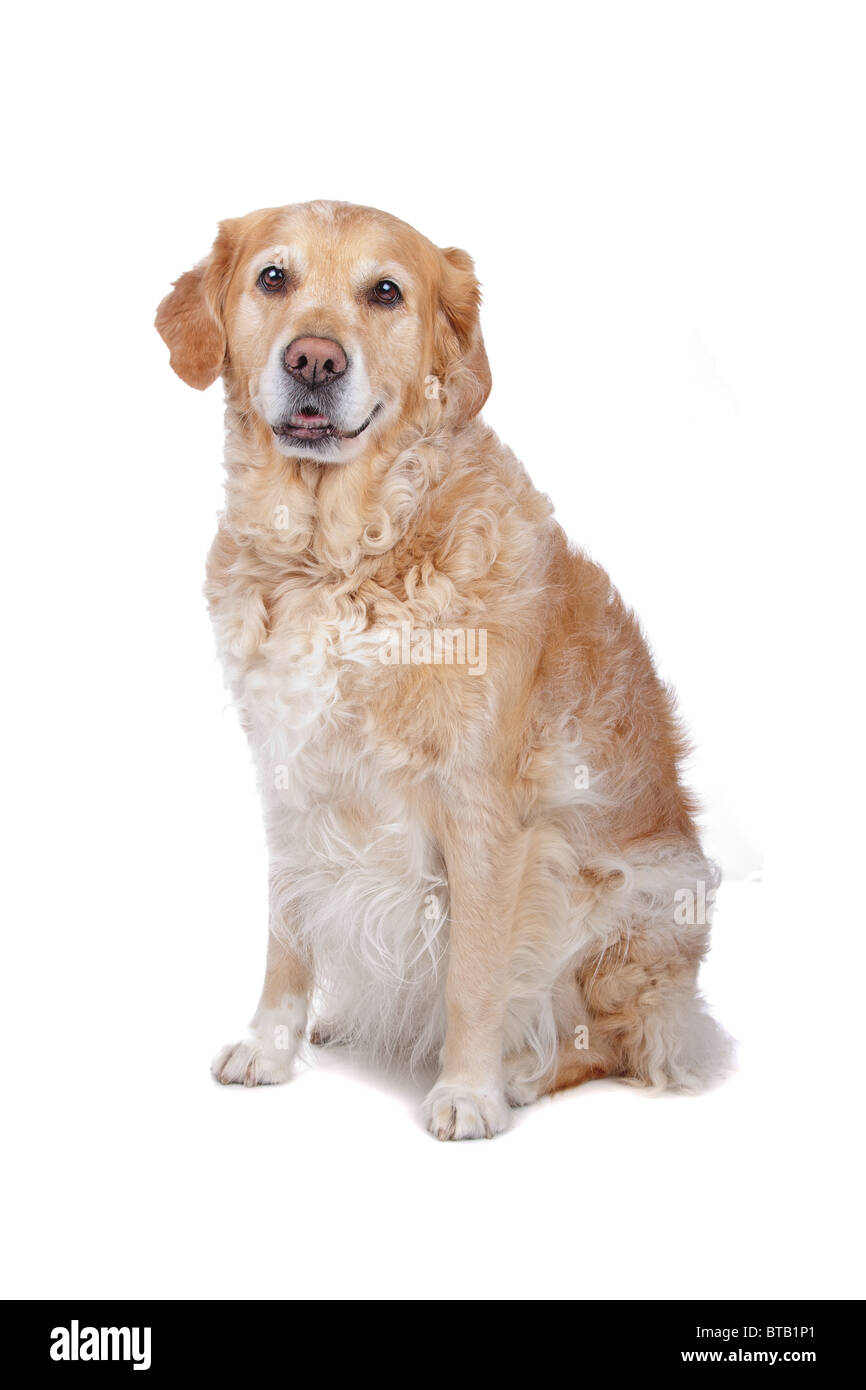 labrador retriever Stock Photo