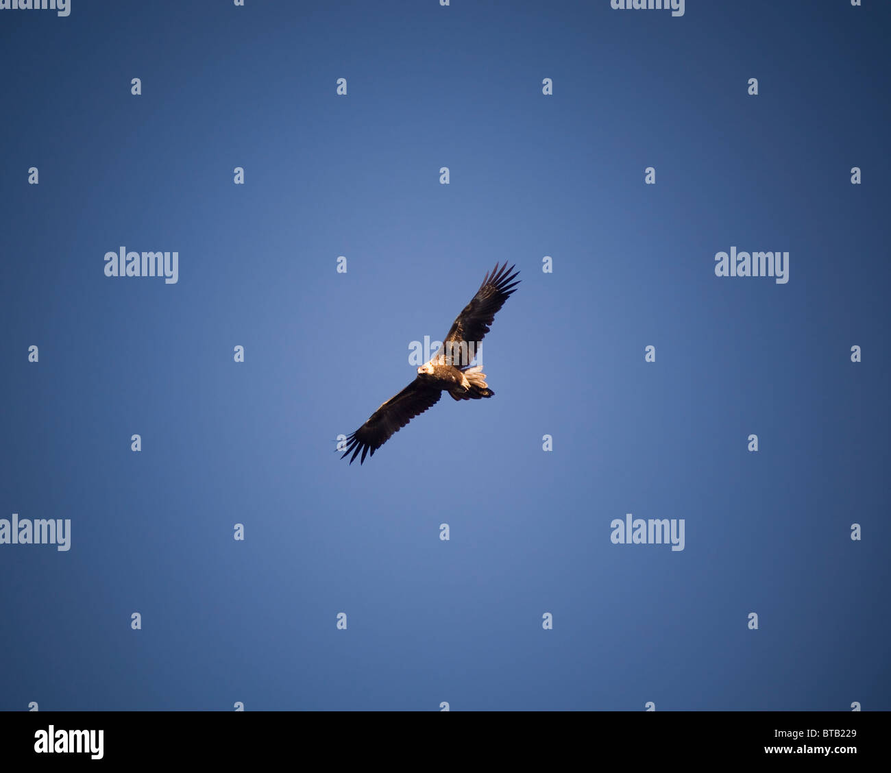 Wedge-Tail eagle in full flight on blue sky with copy space Stock Photo