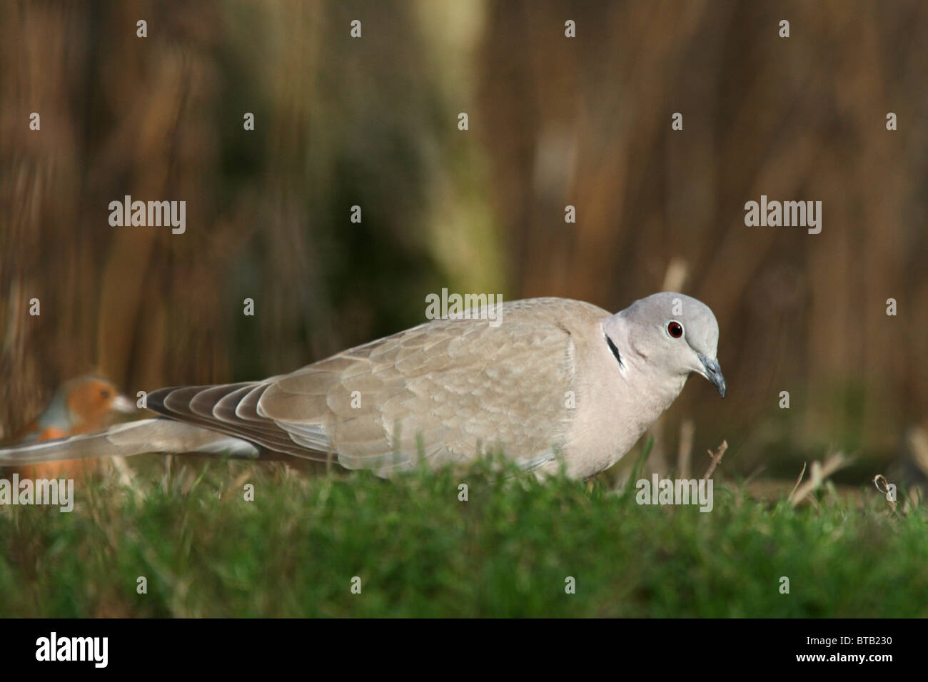 Collared Dove (Streptopelia decaocto) feeding on ground Stock Photo