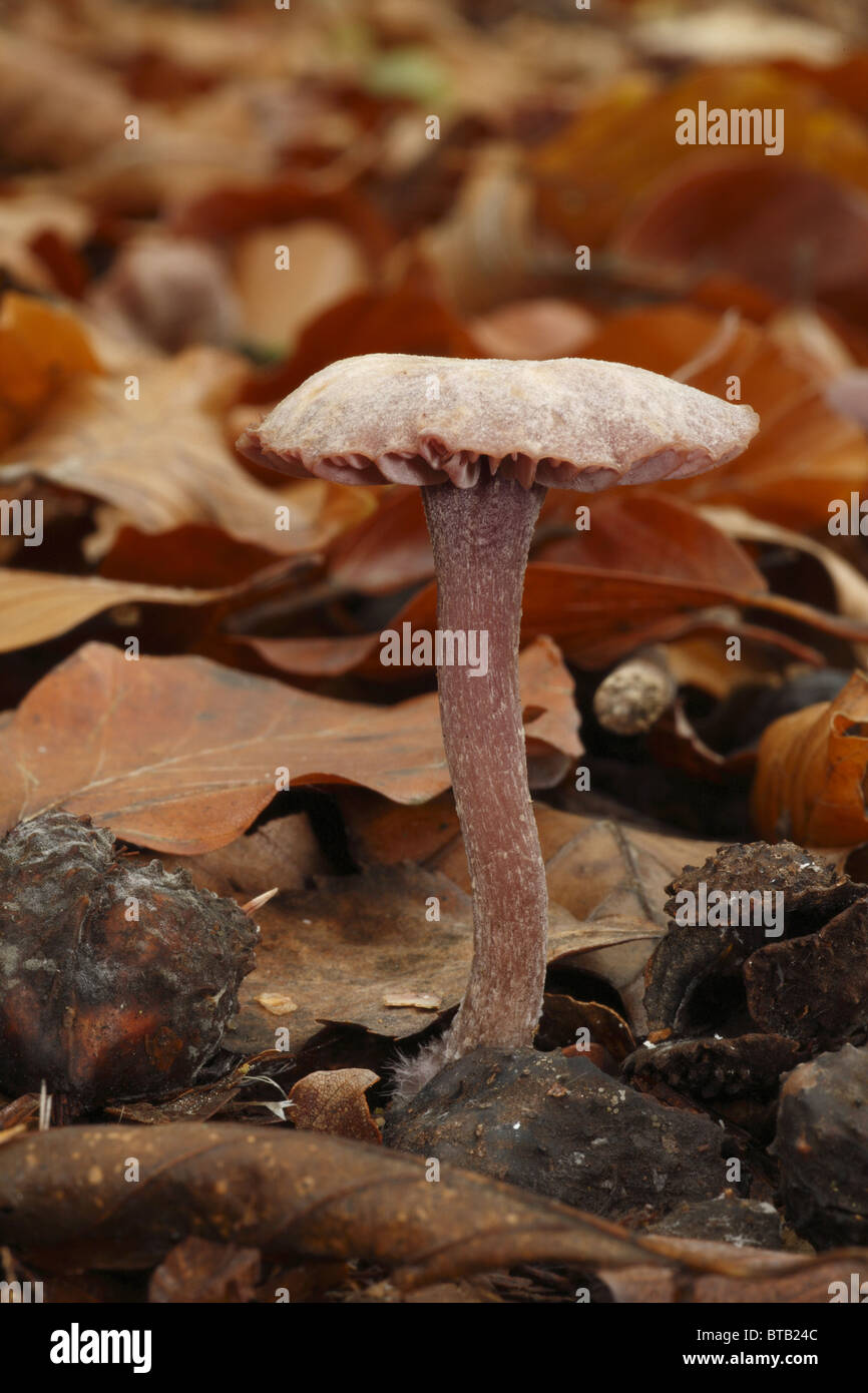 Amethyst Deceiver fungi (Laccaria amethystea), in beech woodland, Clowes Wood, Warwickshire, England, October Stock Photo