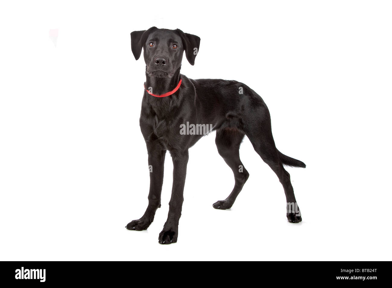 Yellow Lab Shepherd Mix Puppy