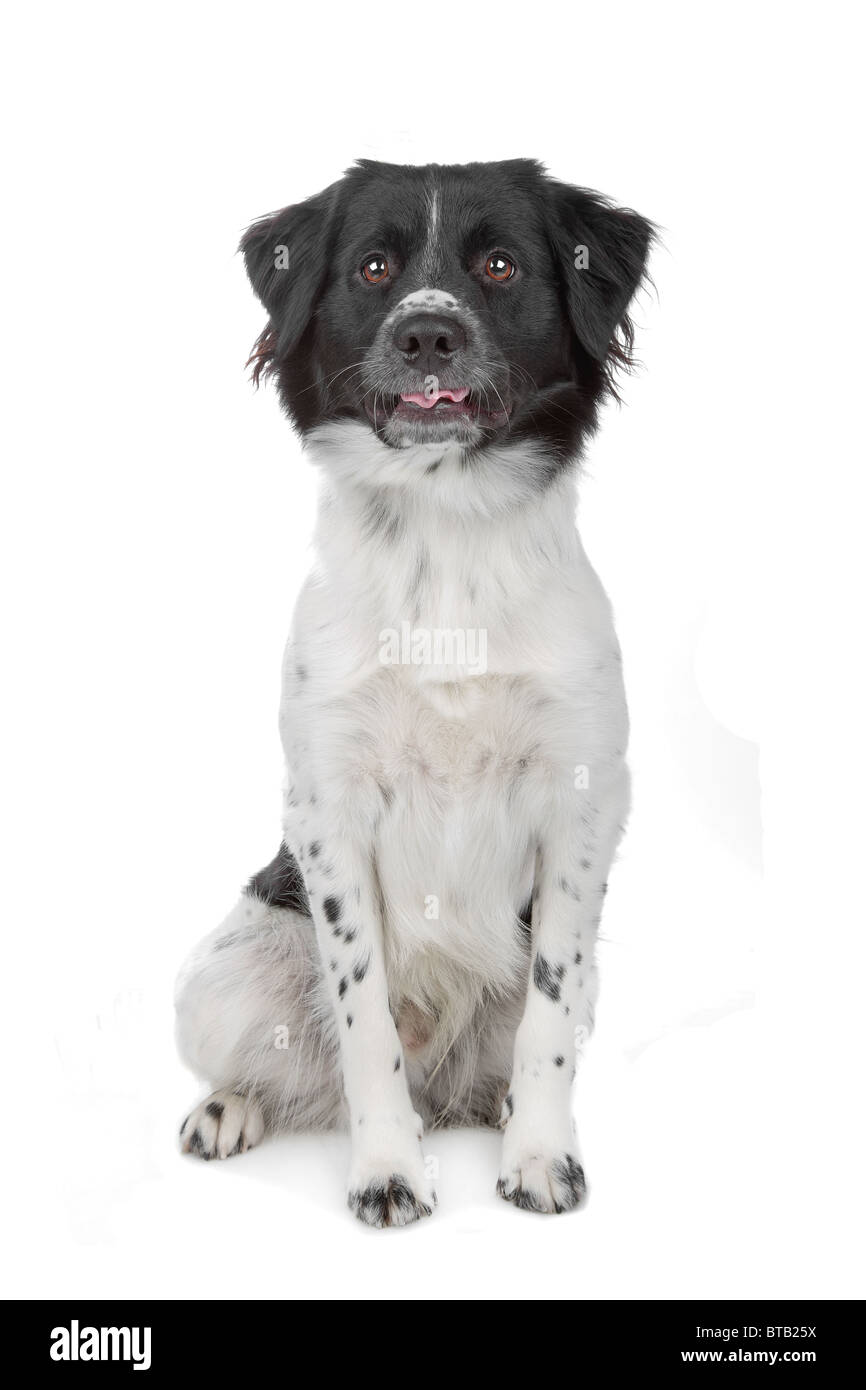 Stabyhoun isolated on white Stock Photo - Alamy