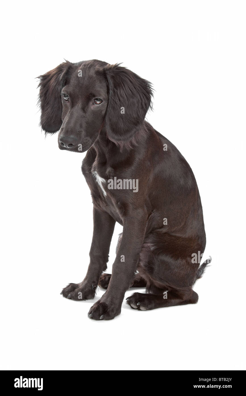 mix breed dog cocker spaniel/flat coated spaniel Stock Photo