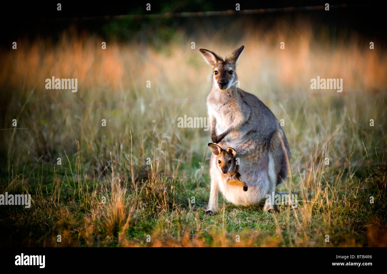 Australian kangaroo with a joey in its pouch at sunset Stock Photo