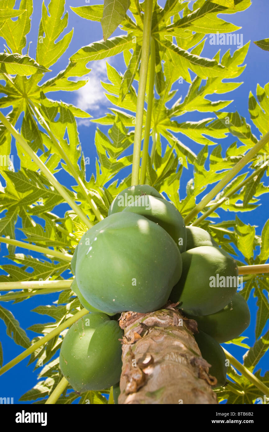 Carica papaya or pawpaw fruit. Unripe fruit on the tree with a blue sky above the leaves Stock Photo