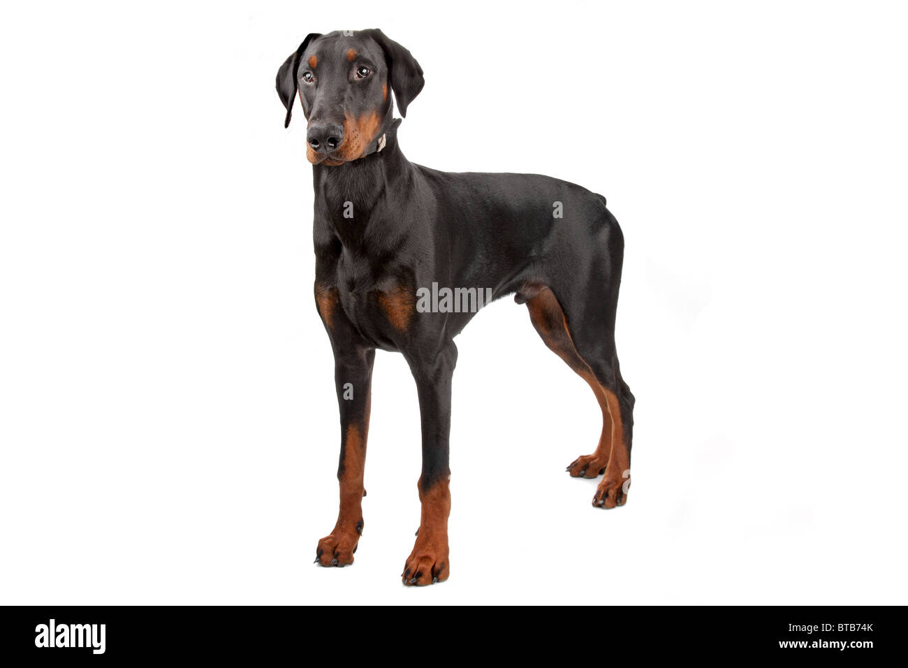 Doberman hi-res stock photography and images - Alamy