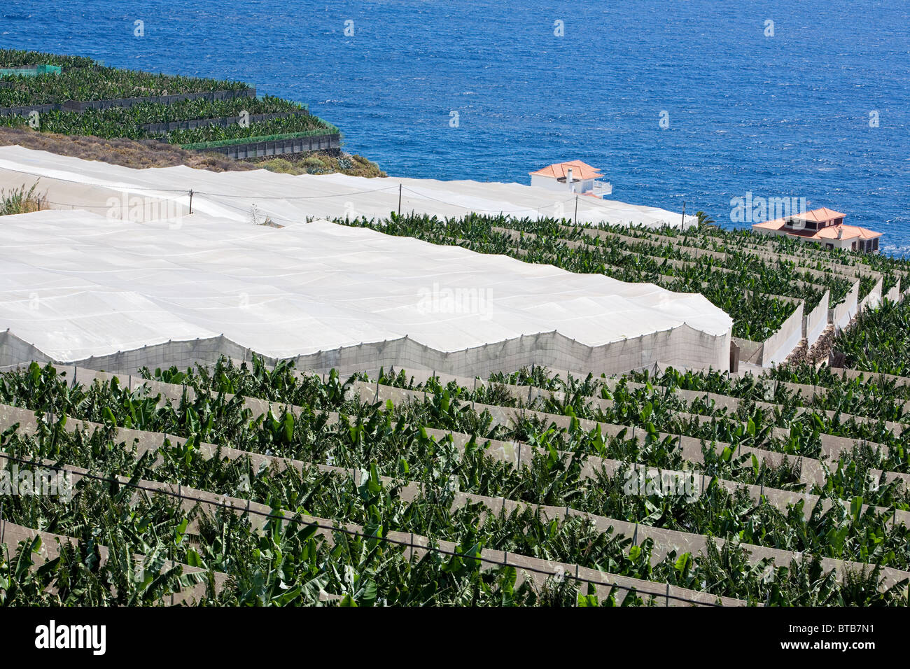 Banana plantation green leaves and covered green house on the coast of La Palma Stock Photo