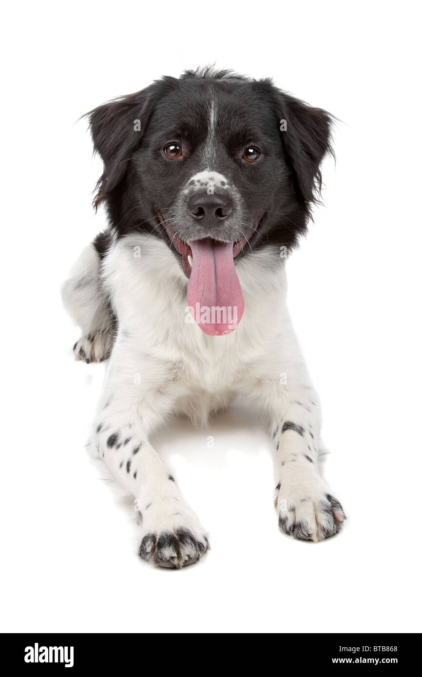 Stabyhoun isolated on white Stock Photo - Alamy