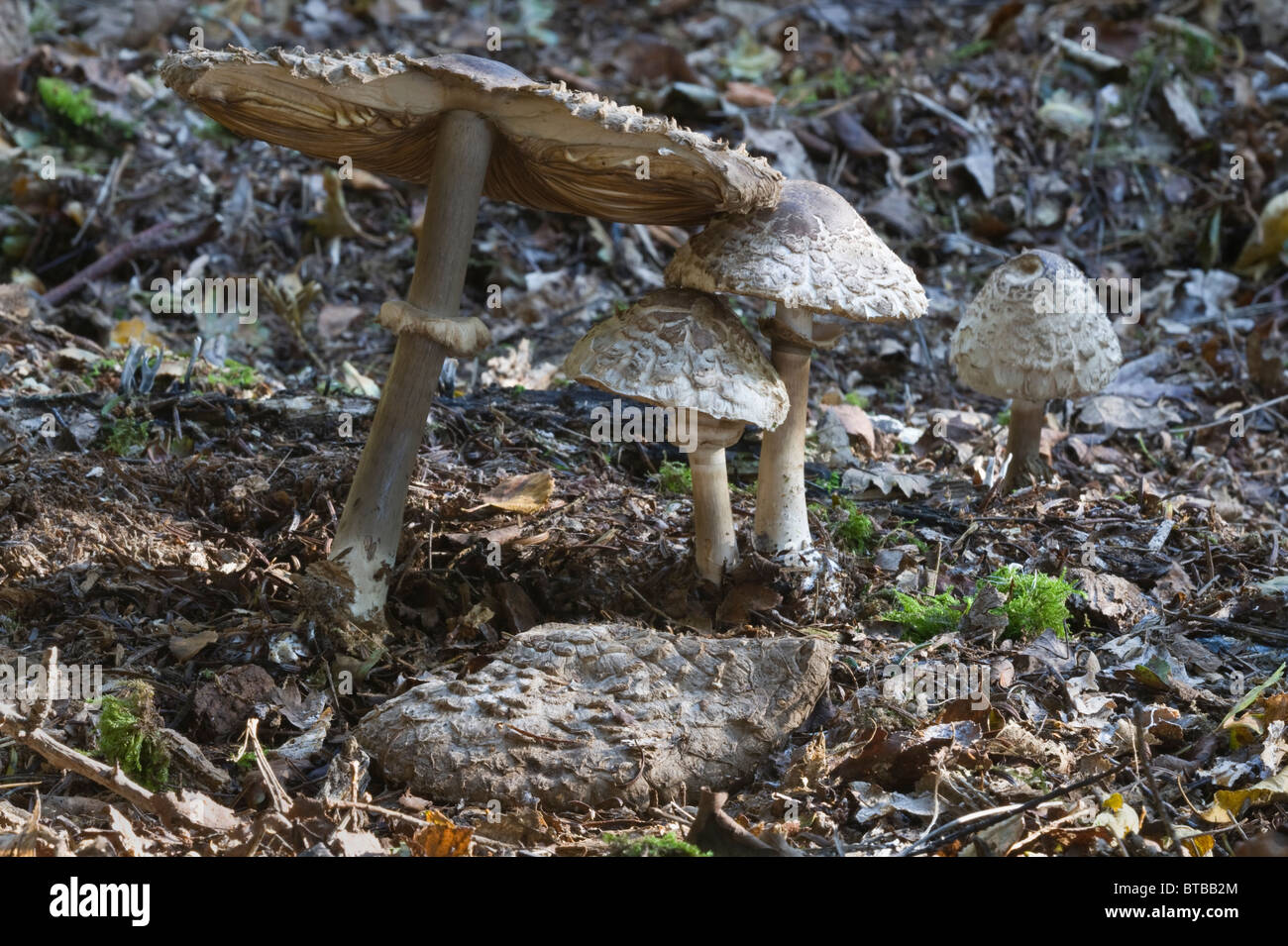 Shaggy Parasol (Macrolepiota rachodes) fruiting bodies in various stages of development Adel Woods Leeds England UK Europe Stock Photo
