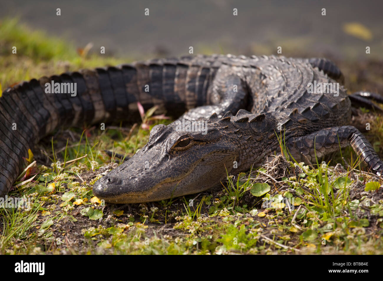 American alligator, Alligator mississippiensis, basking in the sun next to a small pond in Florida Stock Photo