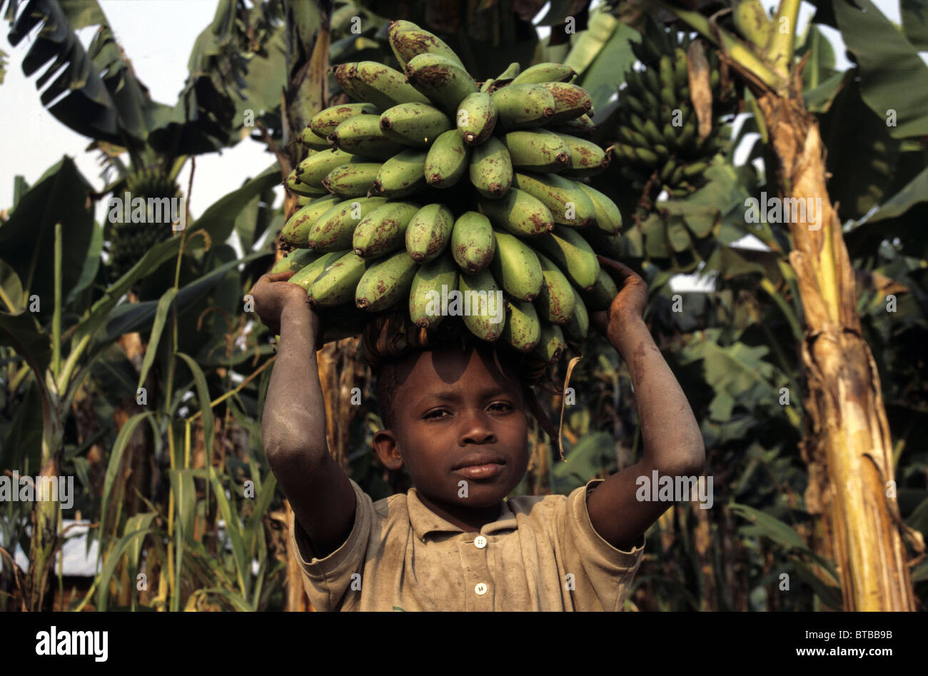 bananas in Uganda Stock Photo