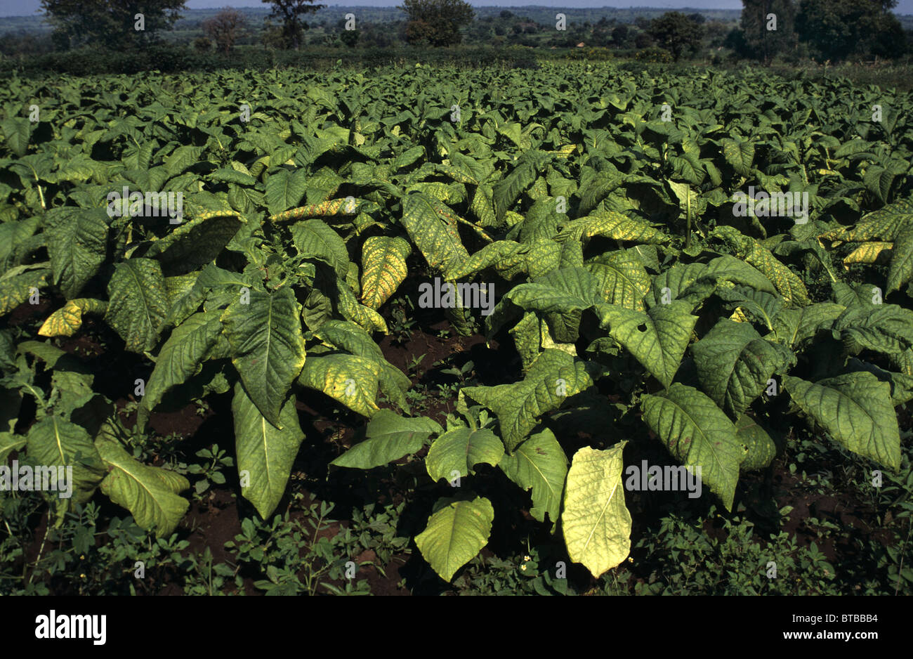 tabacco in Uganda Stock Photo