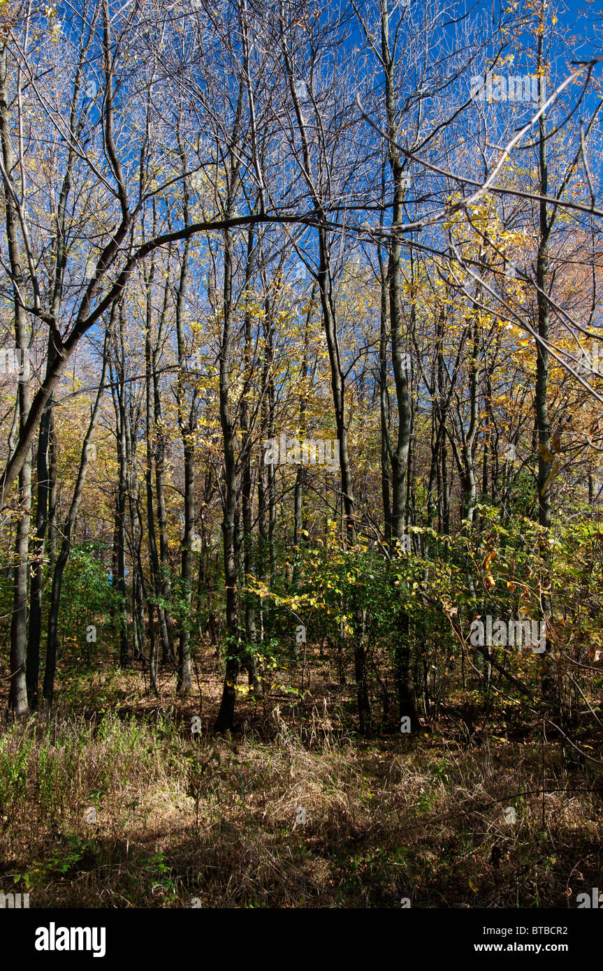Wooded land on Ile Perrot, in autumn Stock Photo Alamy