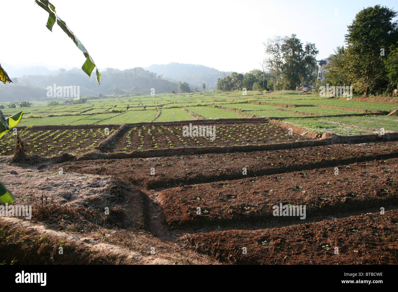 agriculture in Thailand Stock Photo - Alamy