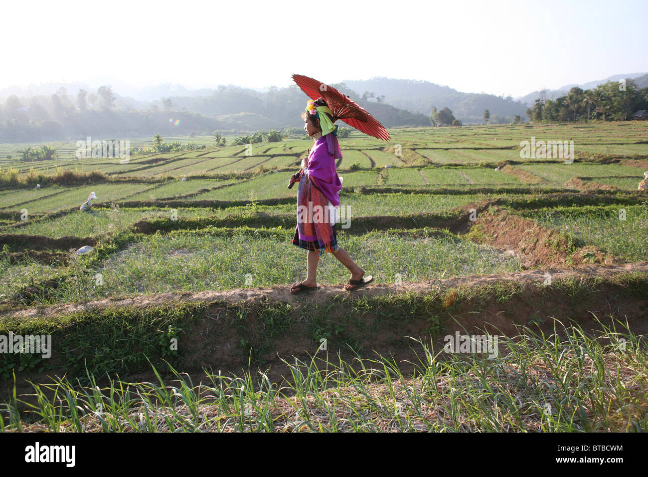 agriculture in Thailand Stock Photo - Alamy