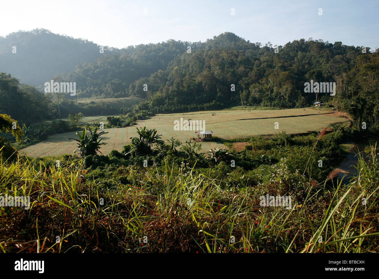 agriculture in Thailand Stock Photo - Alamy